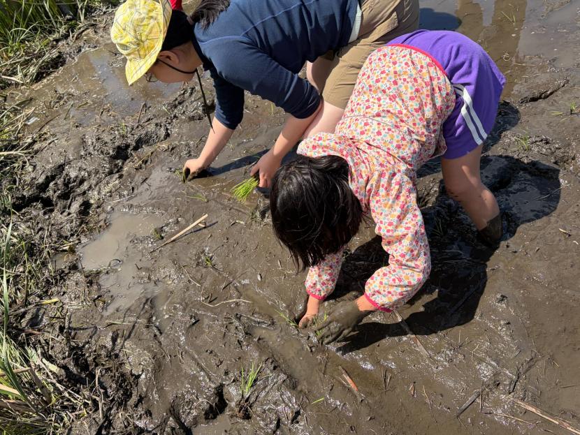 田植えをしている様子