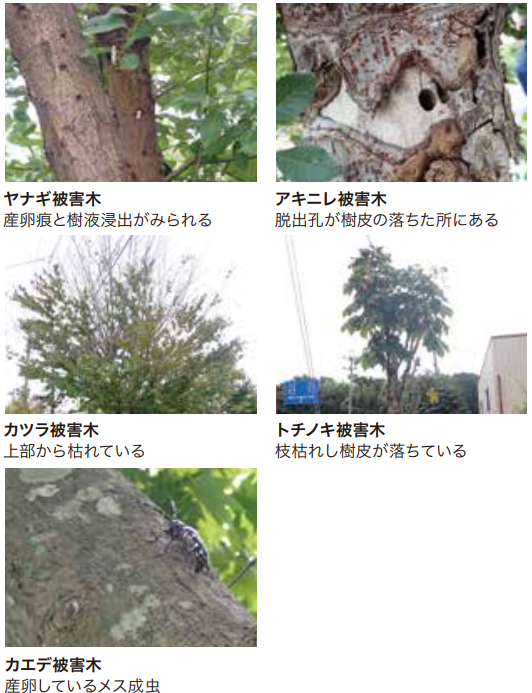 特定外来生物ツヤハダゴマダラカミキリ 被害状況