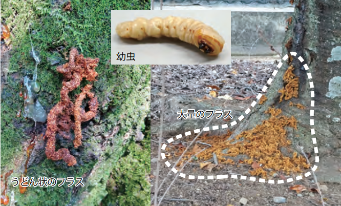 特定外来生物クビアカツヤカミキリ 被害状況