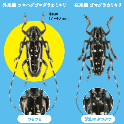 特定外来生物ツヤハダゴマダラカミキリ