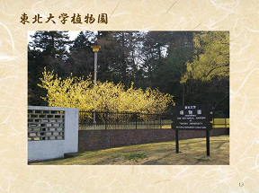 東北大学植物園