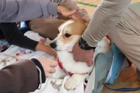 活動犬にやさしく触れる児童たち