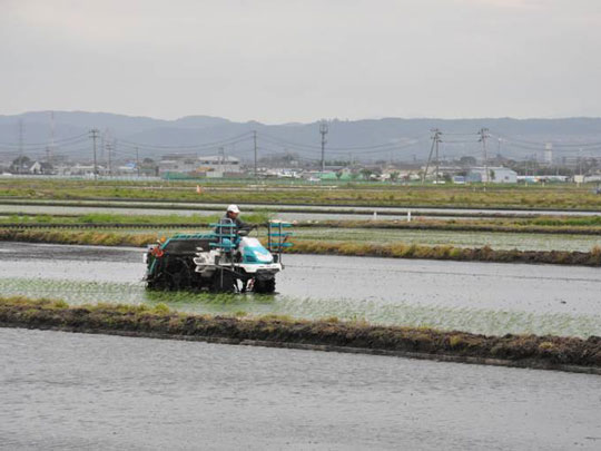 Rice planting in Chokijo