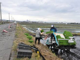 Rice planting3