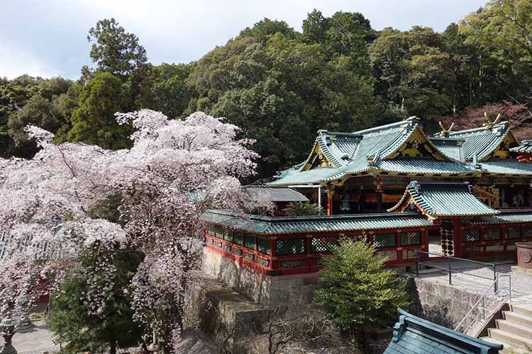 久能山東照宮社殿（桜）