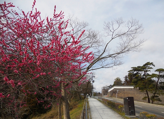 紅梅と勾配