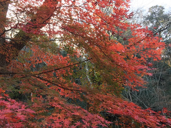 酒造屋敷跡付近の紅葉1