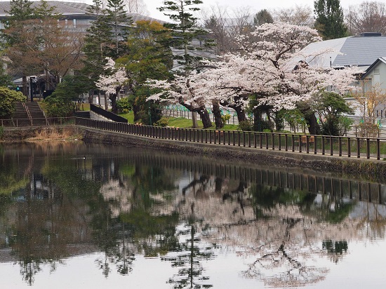 長沼の桜