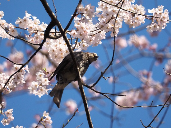 桜とヒヨドリ