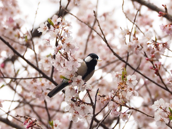 桜とシジュウカラ