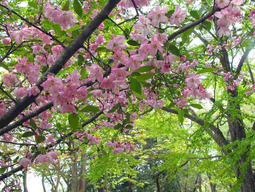 花海棠