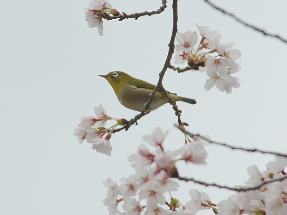 桜とメジロ