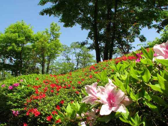 館庭の植え込みを彩るつつじの花