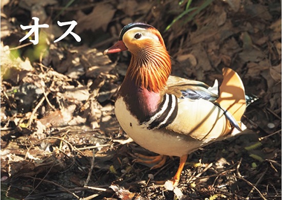 写真／おしどり(オス)