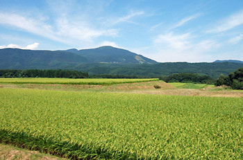 写真/青葉区大倉「白木集落」