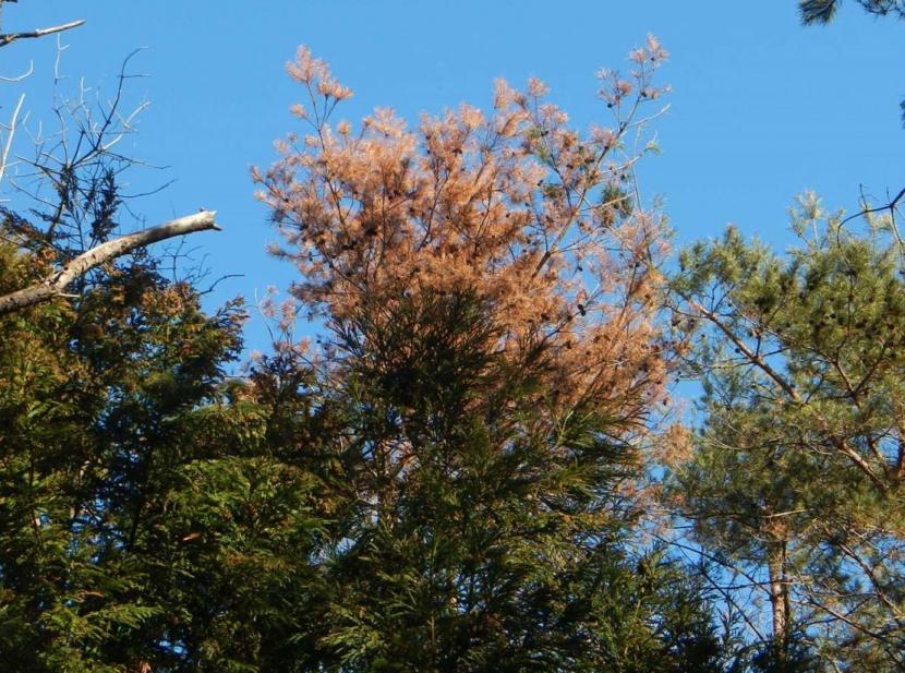 松くい虫被害木の写真（樹木全体の葉が赤褐色になる）