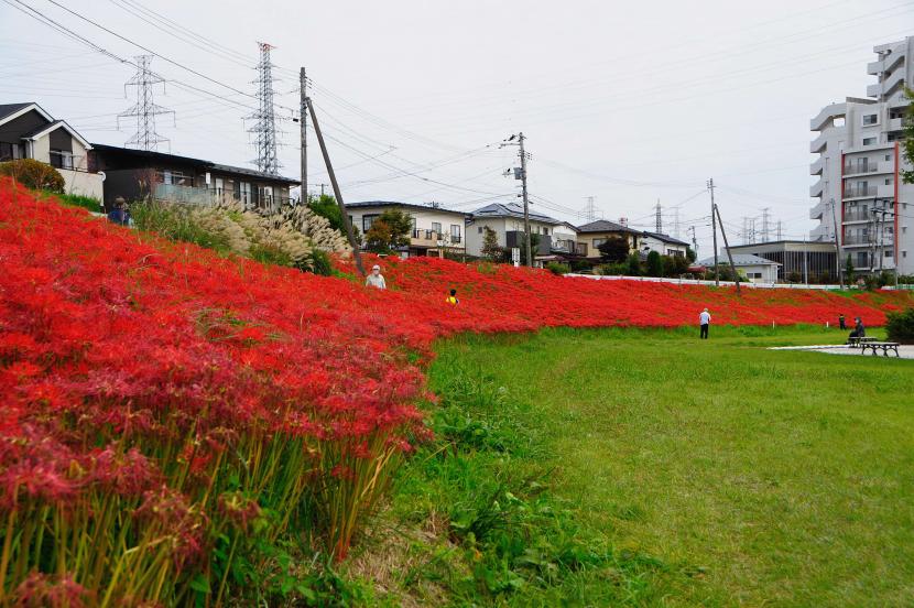 七北田川友愛緑地のヒガンバナ