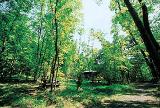 新緑に包まれる青葉の森の写真