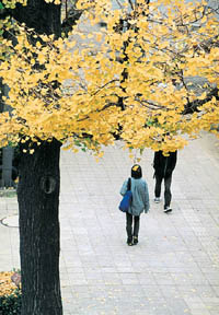 黄葉の下を歩く人々の写真