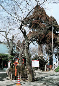 夫婦杉の巨木