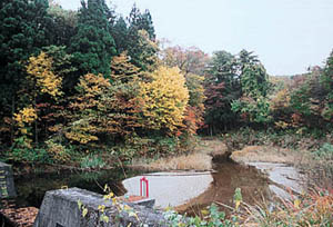 川沿いの雑木林の写真