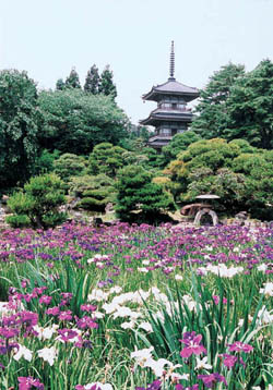 ハナショウブが咲き揃う輪王寺庭園の写真