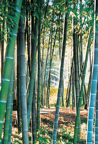 資福寺の竹林の写真