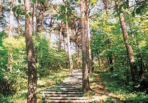 マツ林の中の園路の写真
