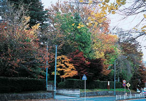 美術館付近の紅葉の写真