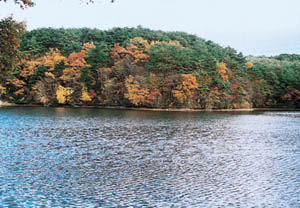 秋の三共堤の写真