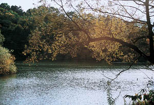 秋の丸田沢堤の写真