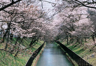 土手沿いのサクラ並木