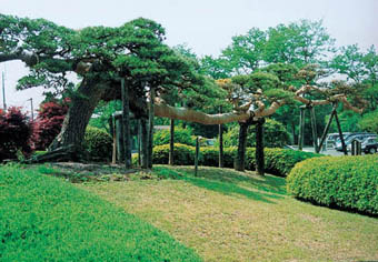 しょう景の松「臥竜松」の写真