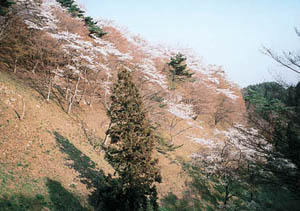 谷間咲くサクラの写真