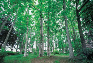 トチノキの巨木の森の写真