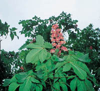 ベニバナトチノキの花の写真