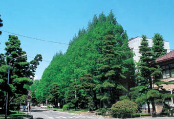 キャンパス内の並木