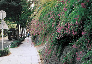 歩道沿いのハギの花