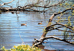 カモが泳ぐひょうたん沼の写真