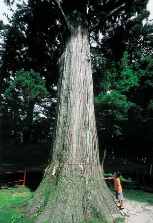 巨大な姥杉の写真
