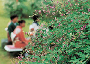 芝生広場での野点の写真