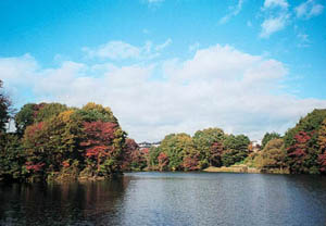 大堤公園内の大堤沼