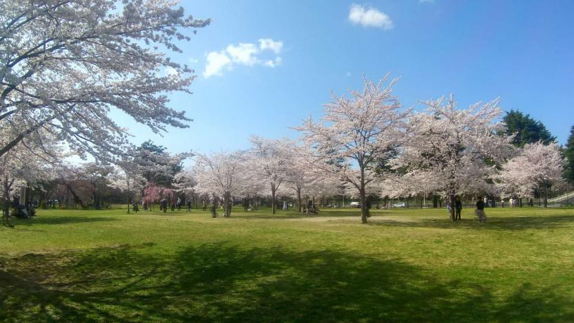 市内屈指のサクラの名所