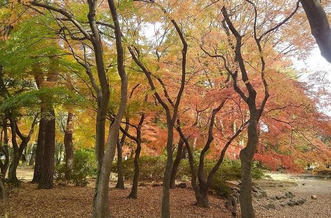 鮮やかなカエデの紅葉