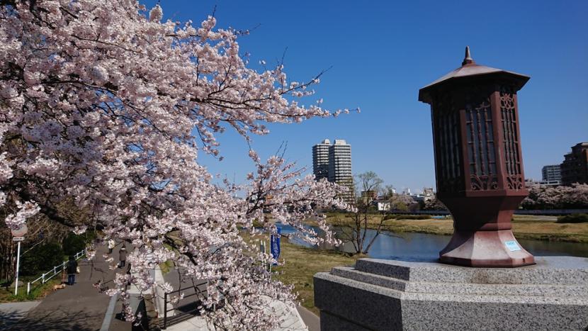 春は美しいサクラが咲く