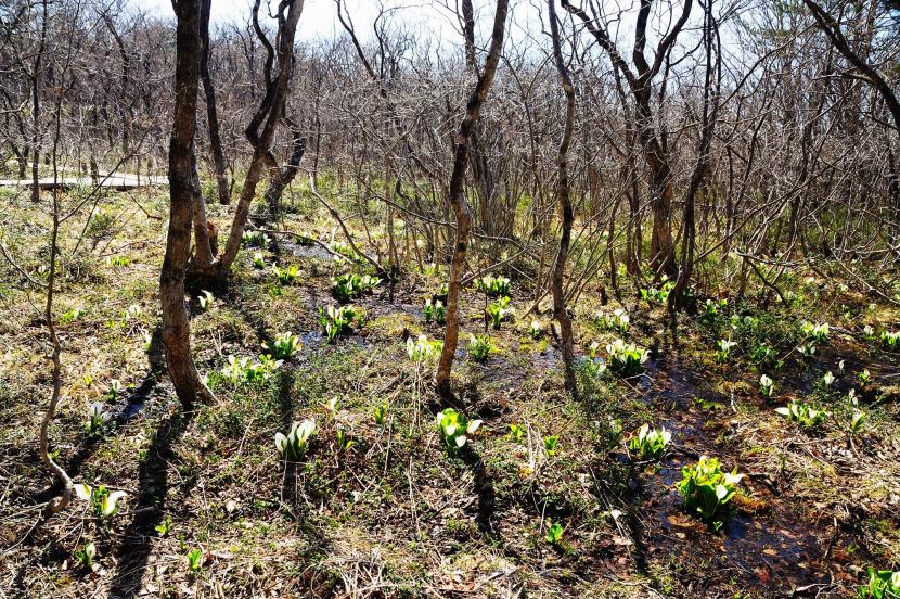 芳の平のミズバショウ群生地（撮影：河本悟）