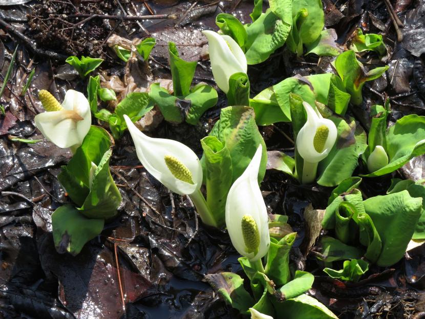ミズバショウ
