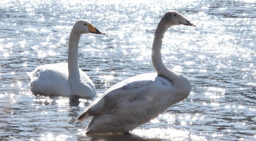 水面に輝く白鳥