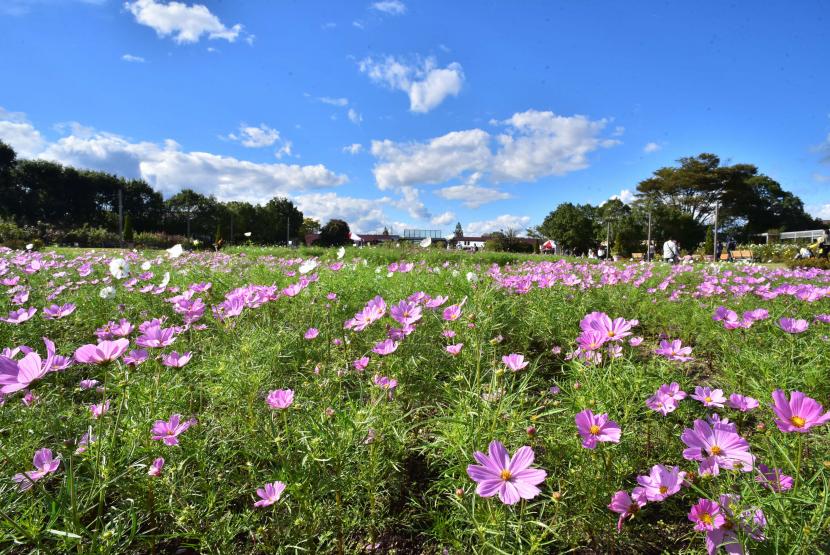 一面に広がるコスモス（撮影：阿部稔）