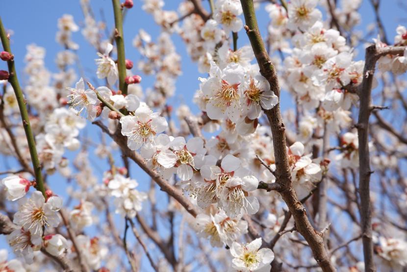 春を知らせる白梅